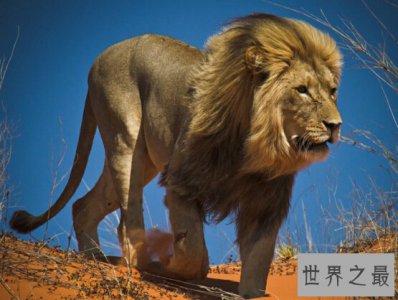 ​世界上最大的狮子，开普狮体型如同大象（体重420公斤）