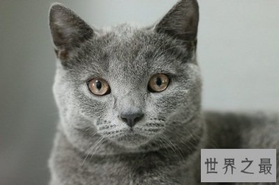 ​九命怪猫的说法科学吗？为你揭示其中奥迷！