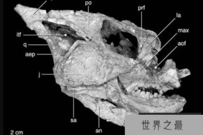 ​倾角龙：眼眶下长有三角形骨骼的恐龙，体长在1.8米左右