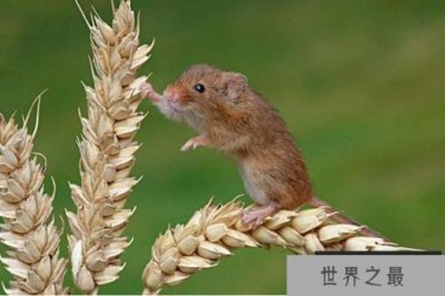 ​世界十大最小的动物 燕麦鼠体长只有5~8厘米(杂食性动物)
