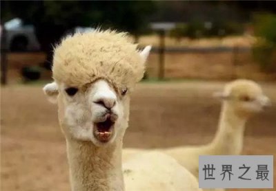 ​网络十大神兽分别是哪些 除了草泥马竟然还有这么多