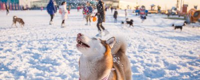 ​狗狗总换狗粮会怎么样 一种狗粮吃多久才换