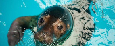 ​海狗油和海豹油的区别 海狗油好吗