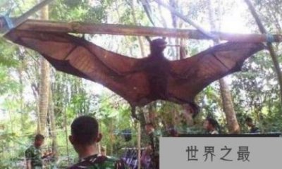 ​世界上最凶残的蝙蝠是什么 猪脸大蝙蝠爱喝鲜血