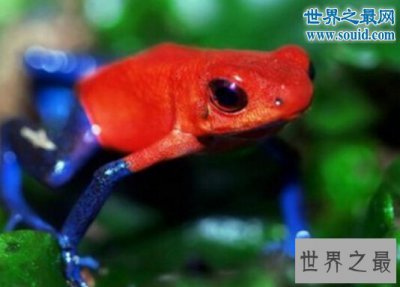 ​红带箭毒蛙，最毒的杀手(可以毒死200万只老鼠）