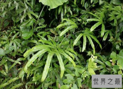 ​海金沙的功效与作用 清热解毒药用价值非常高