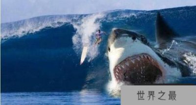 ​史前海洋十大霸主，巨齿鲨与旋齿鲨称霸海洋
