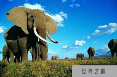 ​妊娠期最长的动物，大象怀孕要22个月