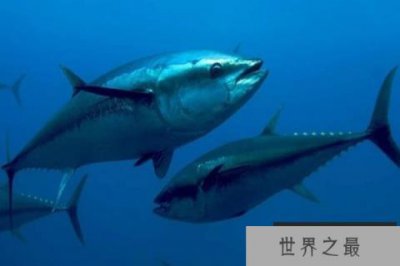 ​世界上十大最贵海鱼 蓝鳍金枪鱼的价格能在北京买一套房