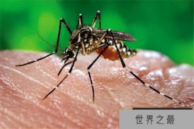 ​世界上最毒的蚊子是什么蚊子：花斑蚊攻击性很强