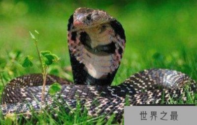 ​舟山眼镜蛇：名字很美毒性很强的蛇，沟牙毒蛇的一种（蛇中之王）