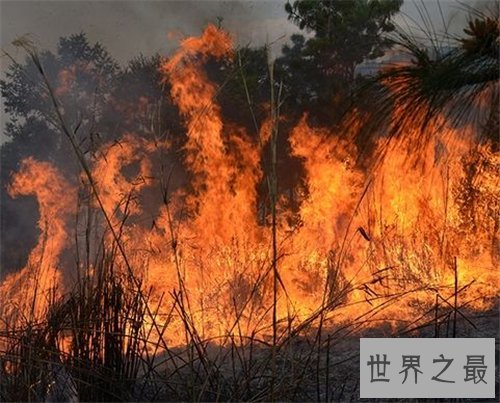 梦见大火具有什么寓意，梦见大火详细解梦