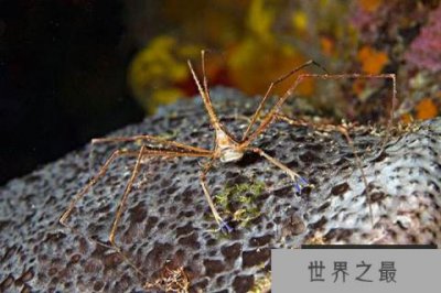 ​世界十大最奇怪的螃蟹：箭头蟹上榜，你见过几种？