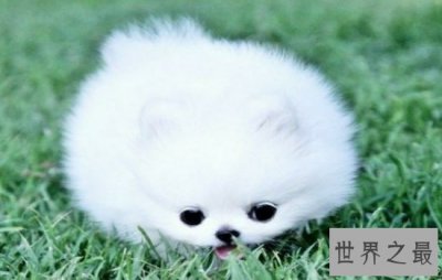 ​最可爱的狗大盘点，老夫的少女心都要萌化了！