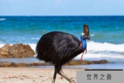 ​世界上最危险的鸟类，鹤鸵能一击致命