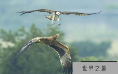 ​世界上最忠诚的鸟类：白肩雕终生一夫一妻