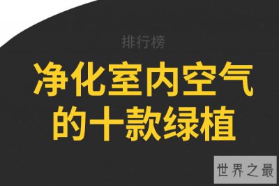 ​净化室内空气的十款绿植，龟背竹上榜，第五被称为“空气卫士”