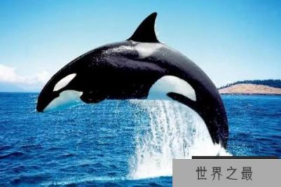 ​没有天敌的十大动物排名，海中霸王登顶，第四居住地最冷