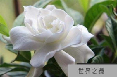 ​盘点10种最香最美花卉：丁香花上榜，栀子花高居榜首