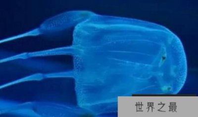 ​世界上最毒的水母：澳洲方水母，人一碰就会死