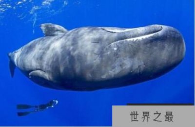 ​世界上潜水时间最长的鲸——抹香鲸 最深能潜2200米(深海潜水冠军)