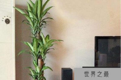 ​适合室内养的植物有哪些？适合懒人养的室内大型植物