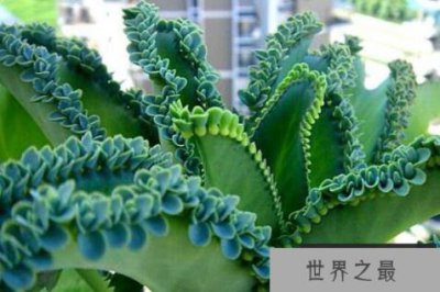 ​适合在家养的绿植有哪些？室内养不死的植物排名