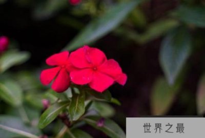 ​花期时间长的花有哪些？八大花期最长的花排名