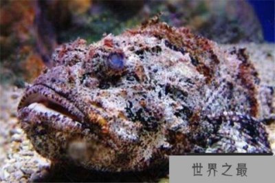 ​全球10大剧毒动物：石头鱼、蓝环章鱼双双入榜