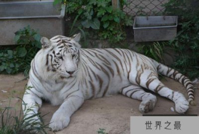 ​世界最漂亮的十大动物 白虎排第一，黑豹上榜