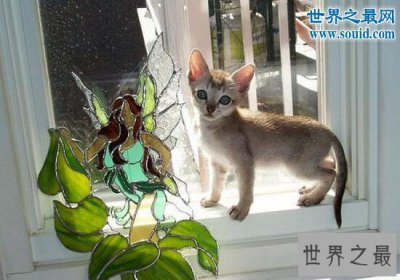 ​世界上最小的猫，新加坡猫(平均体重2公斤左右)