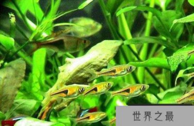 ​盘点十大养不死的热带鱼，金三角灯排名榜首