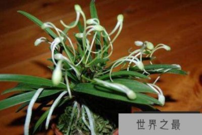 ​细数兰花十大最珍贵的品种，兰花最名贵的品种是什么？