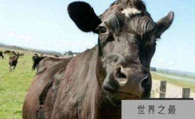 ​一头牛买不起168万元的猪肉,更不用说牛肉了
