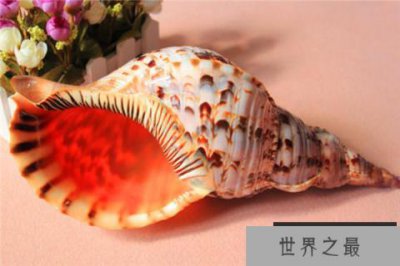 ​世界上最漂亮的十种贝类 世界上有哪些漂亮的贝壳