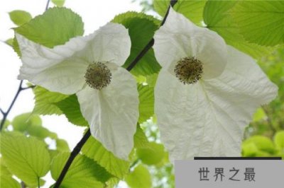 ​世界四大古老树种：珙桐居首，银杏树入榜