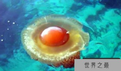 ​世界上最可爱的水母，蛋黄水母酷似荷包蛋