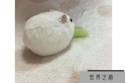 ​世界十大最圆的动物 每一个都可爱到爆，你都见过吗