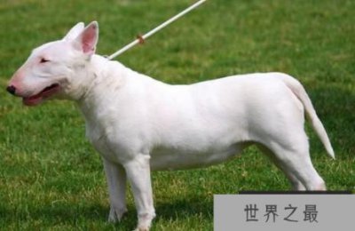 ​世界恶犬之斗牛梗，忠诚可靠的混血伴侣犬