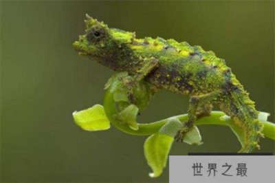 ​世界上最小的生物排名 微米变色龙没有一个手指大