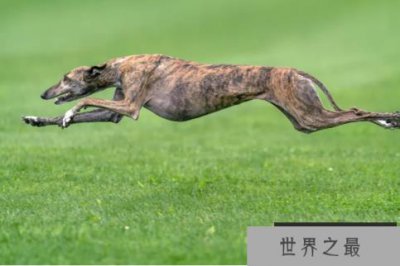 ​世界优秀猎犬十大排名，灵缇速度最快，第五是中国比特犬