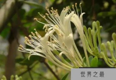 ​十大最有药用价值的花 曼陀罗上榜,金银花位居第一