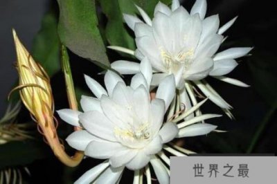 ​世界上十大最漂亮的花 郁金香上榜，第九被称为“山谷百合”