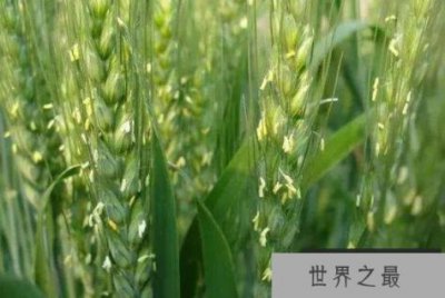 ​花期最短的十种花 牵牛花上榜，第一花期仅有15-20分钟