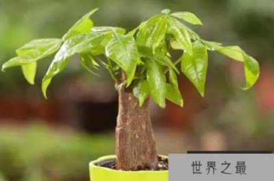 ​十种旺财又旺宅的植物 金钱树上榜，第六形似元宝