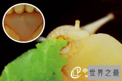 ​世界上牙齿最多的动物