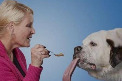​世界舌头最长狗，圣伯纳犬舌头长达18.58厘米