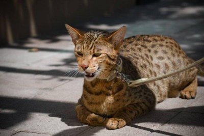 ​世界最贵的猫十大排名，阿瑟拉猫身价排第一