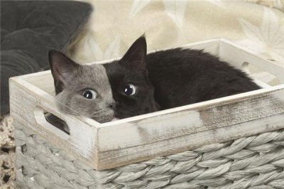 ​世界上最罕见的猫是什么：双面猫你见过吗？