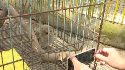 ​猫头鹰进入繁殖期  幼鸟学飞千万别去打扰